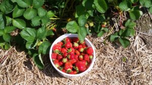 Cover photo for 2025 Berries and Vegetable Plant Sale