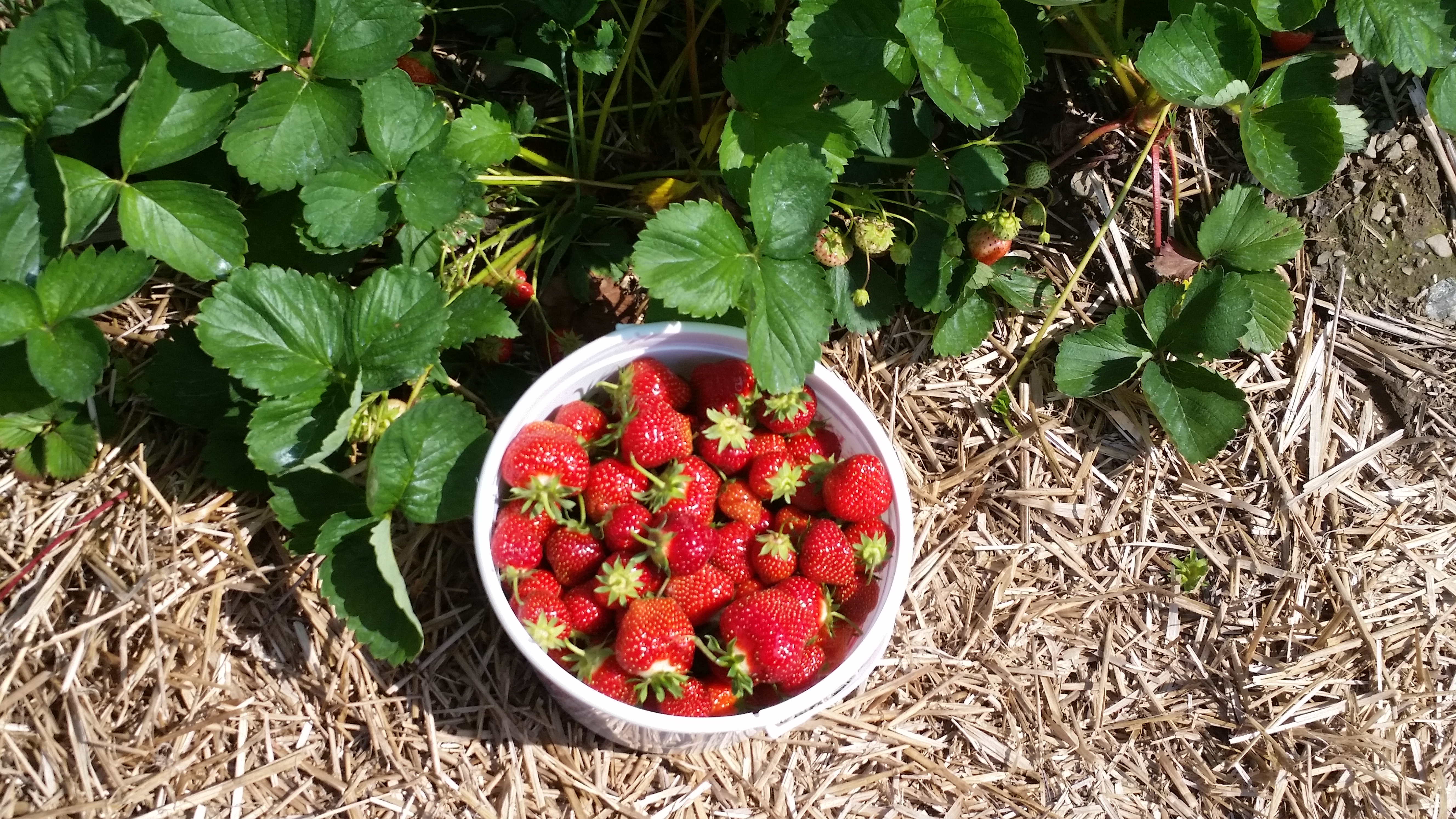 Bucket of Strawberry fruit with a planting of strawberry plants in the backgorund