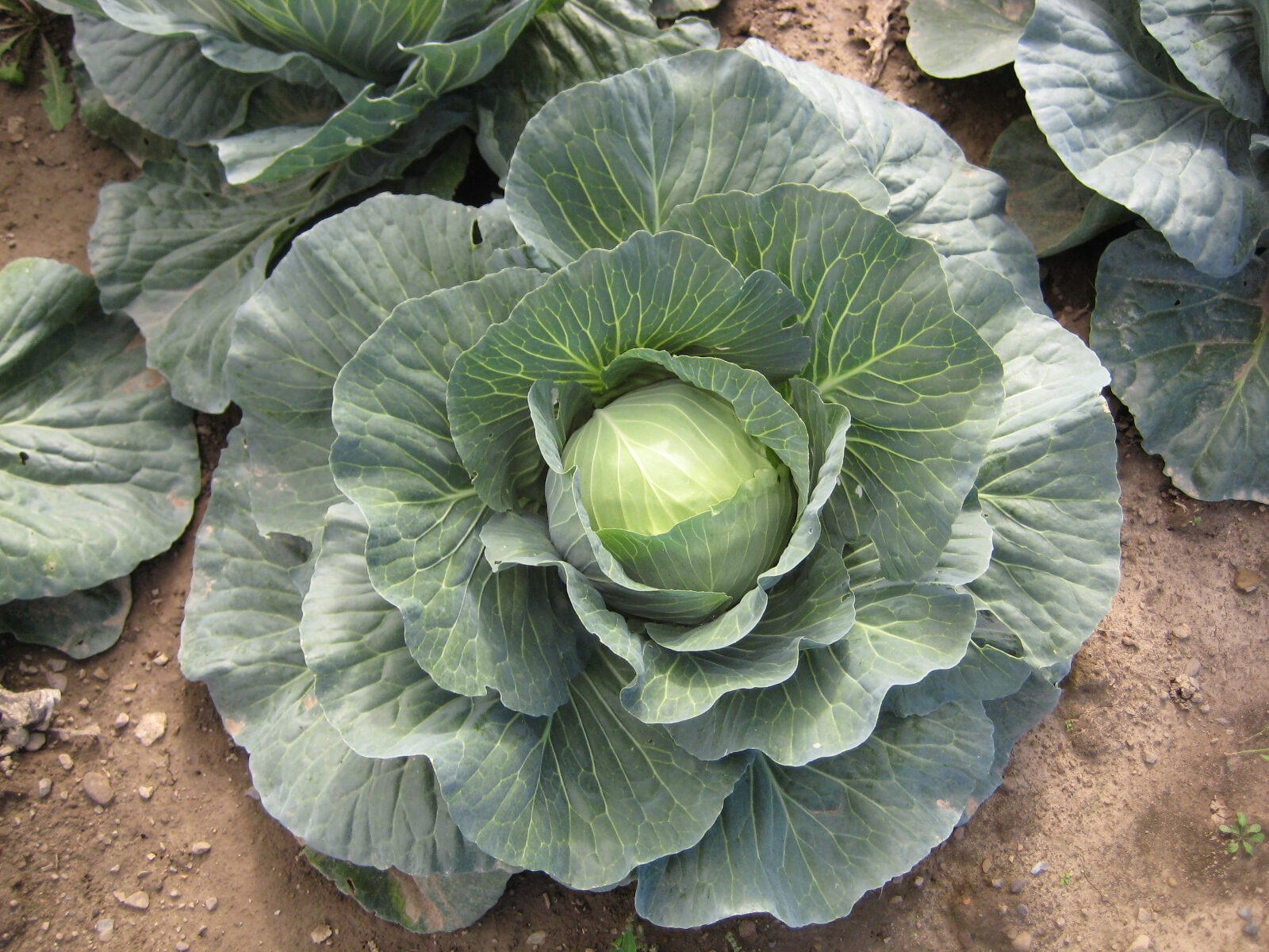 Head of cabbage being grown in a commercial field