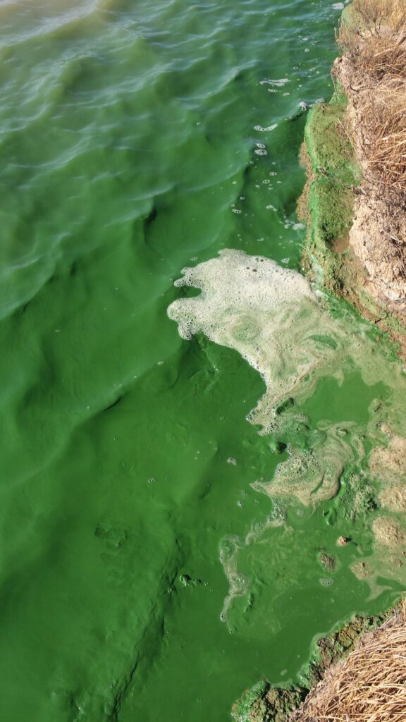 Cyanobacteria