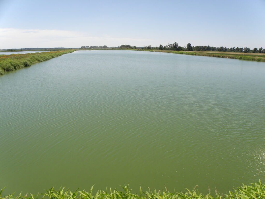 Pond with "Bloom"