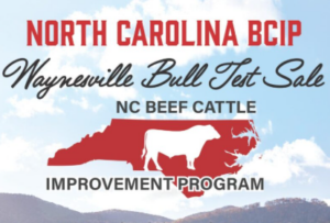 Cover photo for 2025 Waynesville Bull Test Sale