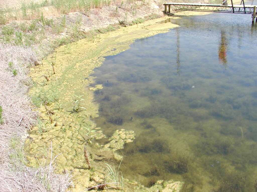 Pithophora in pond