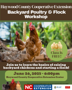 Cover photo for Beginner Backyard Poultry & Flock Workshop