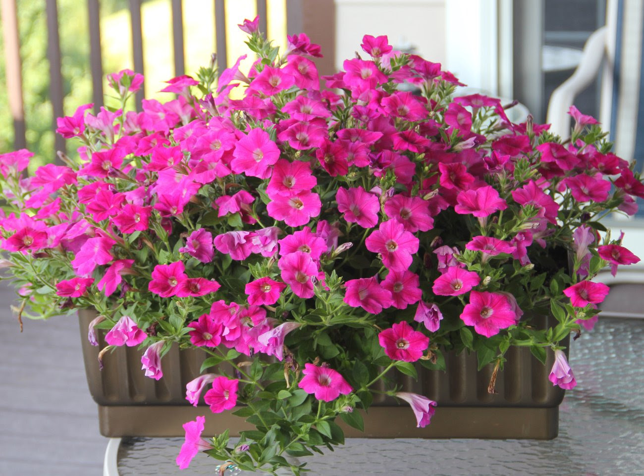 Picture of potted pink petunias