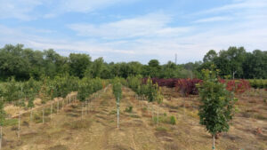 horticulture